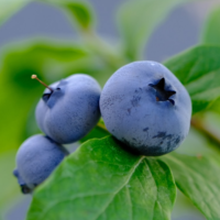 roślina aronia